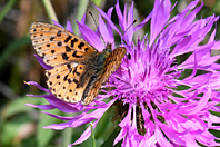 Argynnis sp. 